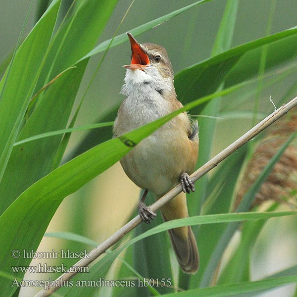 Acrocephalus arundinaceus hb0155