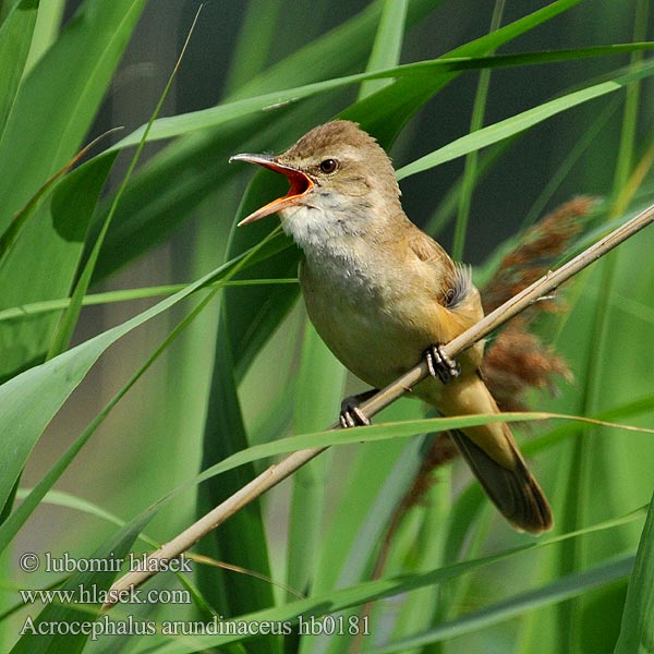 Acrocephalus arundinaceus hb0181