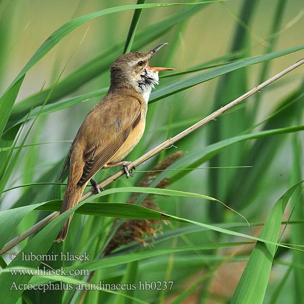 Acrocephalus arundinaceus hb0237