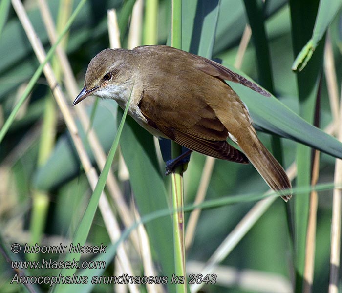 Acrocephalus arundinaceus Great Reed Warbler