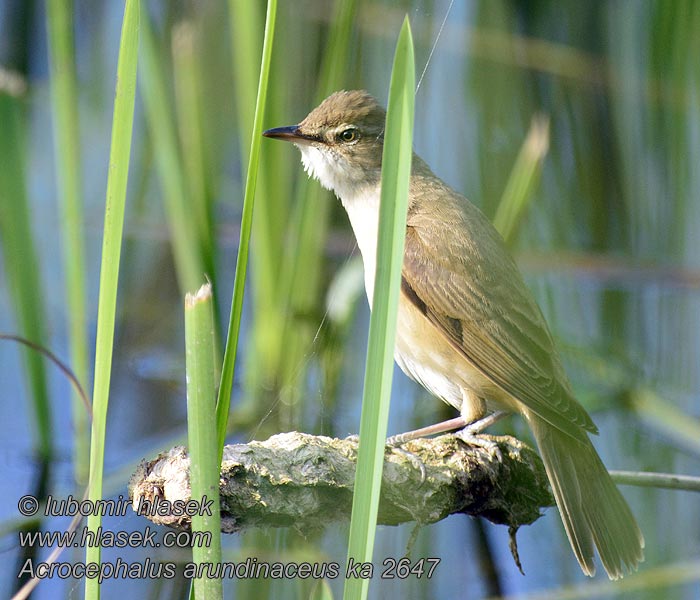 Acrocephalus arundinaceus Drosselrohrsänger