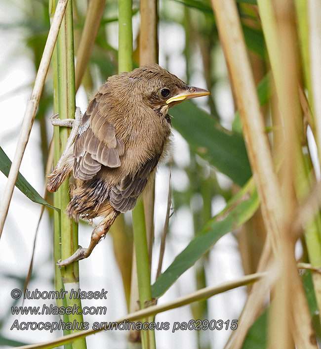 Great Reed Warbler Acrocephalus arundinaceus