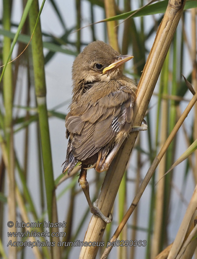 Rousserolle turdoide Acrocephalus arundinaceus