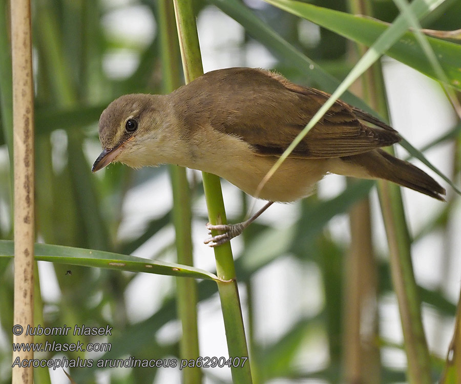 Rastaskerttunen Acrocephalus arundinaceus