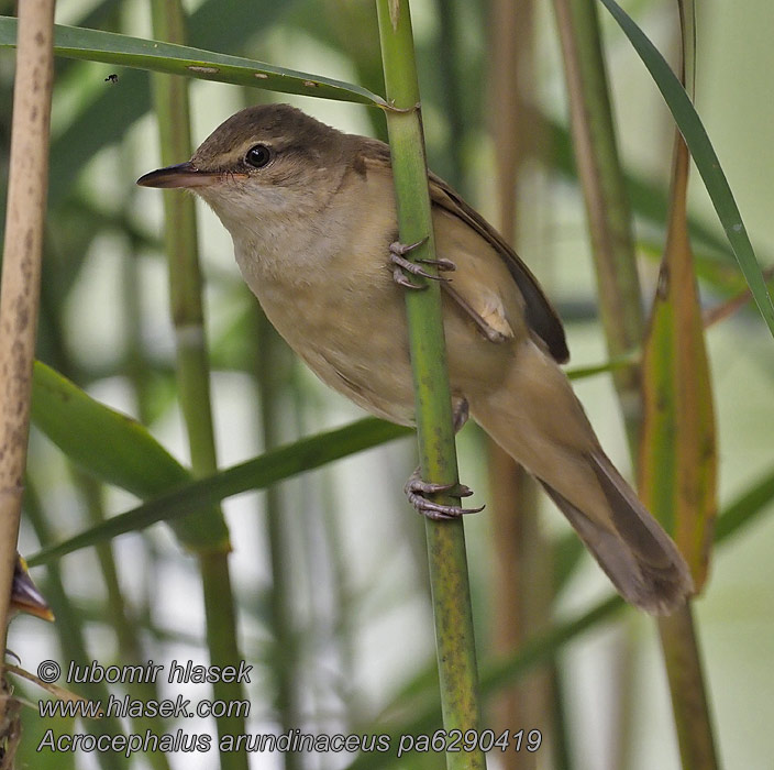 Trastsångare Acrocephalus arundinaceus