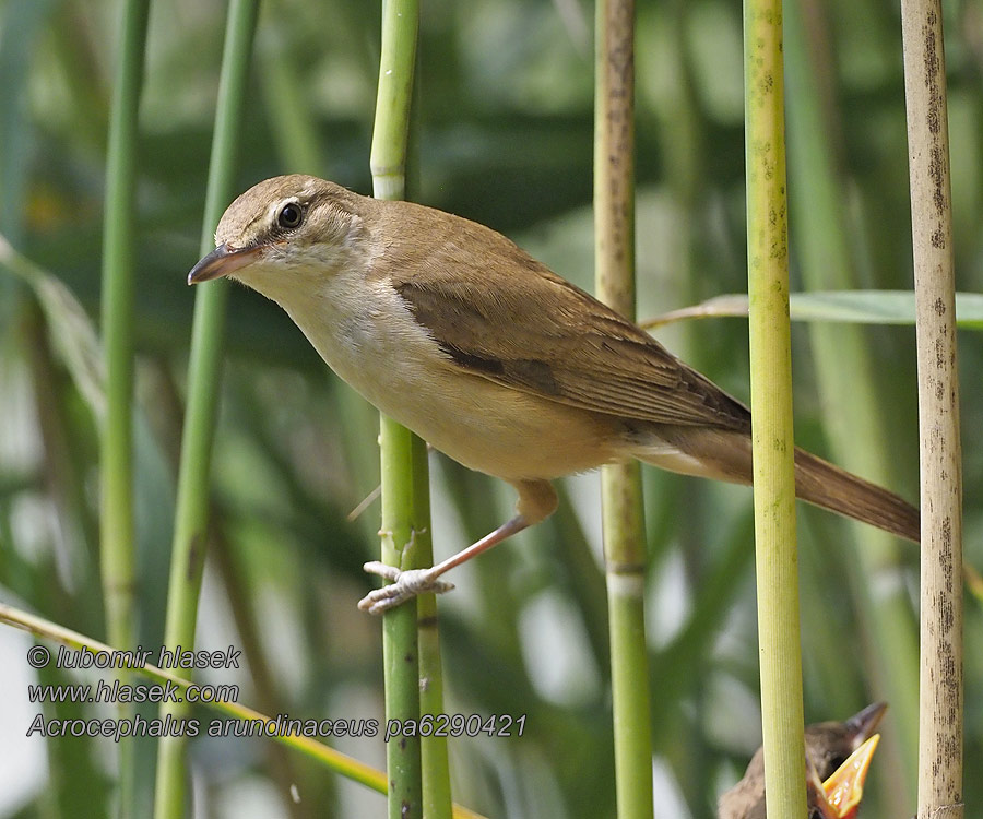 Камышевка дроздовидная Acrocephalus arundinaceus