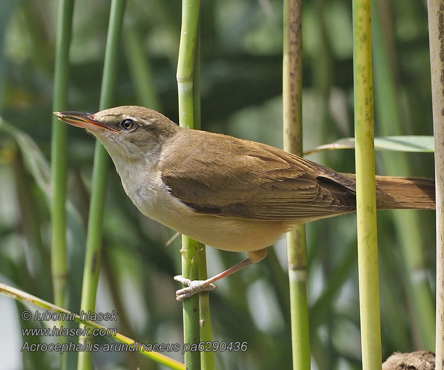 Trzciniak Acrocephalus arundinaceus