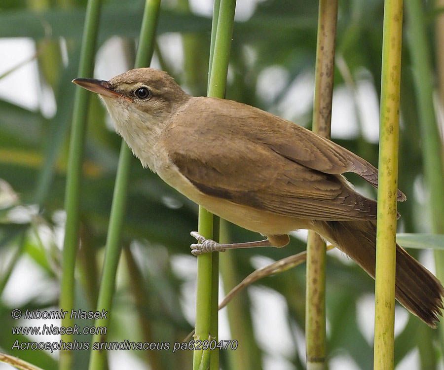 Krūmu Acrocephalus arundinaceus