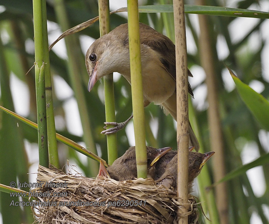 ķauķis Acrocephalus arundinaceus