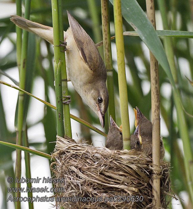 大苇莺 Дроздовидная камышевка Acrocephalus arundinaceus