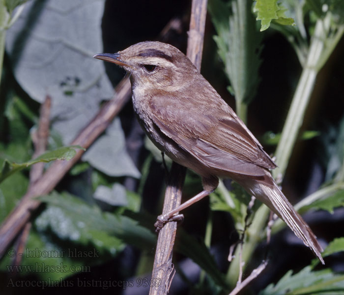 Acrocephalus bistrigiceps 黑眉苇莺 Чернобровая камышевка コヨシキリ 쇠개개비