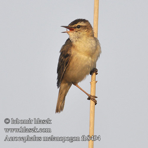 Acrocephalus melanopogon Moustached Warbler