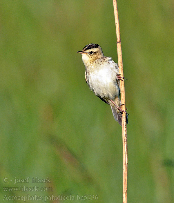 Acrocephalus paludicola bn5736