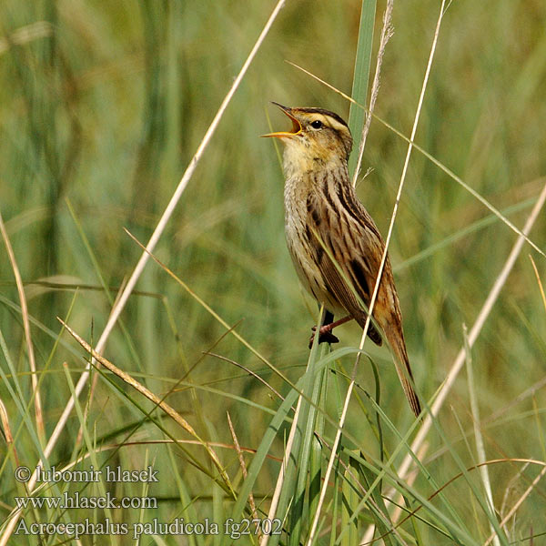 Acrocephalus paludicola fg2702