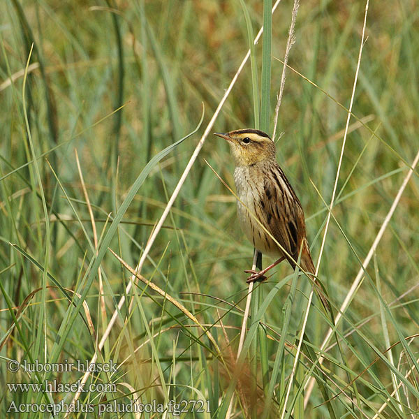 Acrocephalus paludicola fg2721