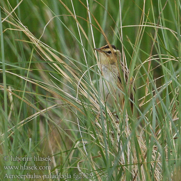 Acrocephalus paludicola fg2725