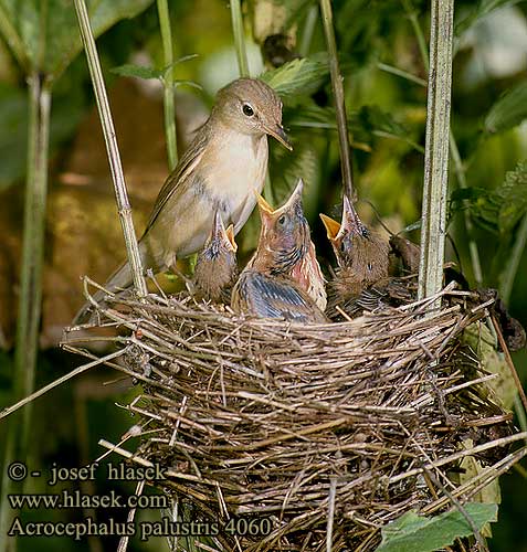 Acrocephalus palustris Marsh Warbler Sumpfrohrsänger