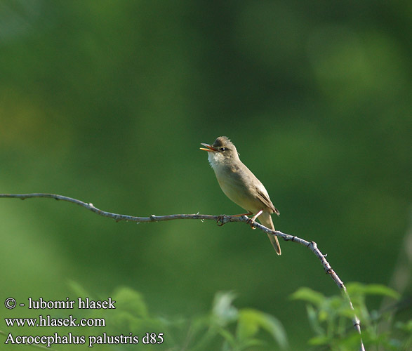 Acrocephalus palustris d86