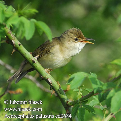 Marsh Warbler Sumpfrohrsänger Rousserolle verderolle Carricero