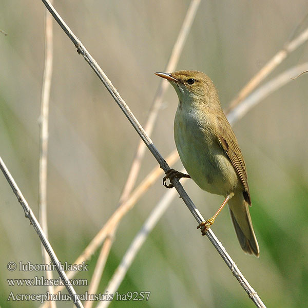 Acrocephalus palustris ha9257