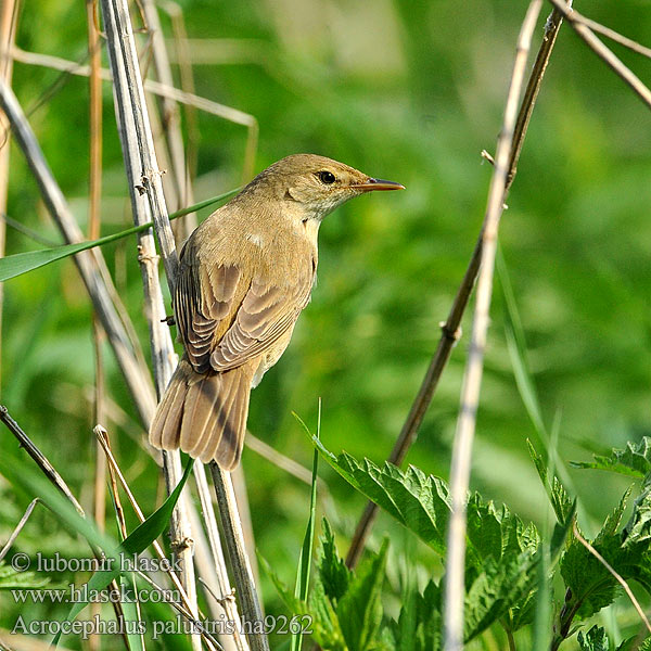 Acrocephalus palustris ha9262