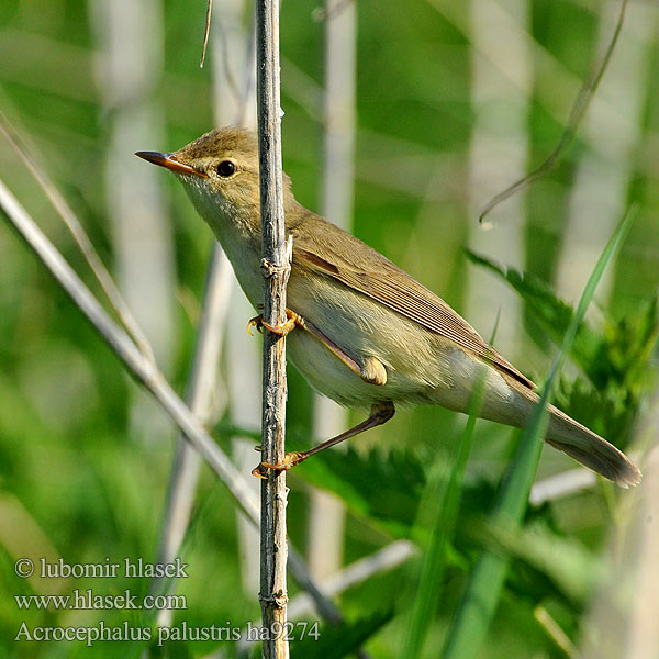 Acrocephalus palustris ha9274