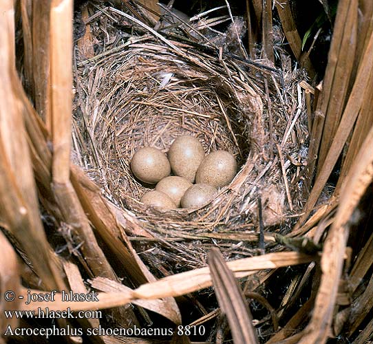 birds eggs nest Acrocephalus schoenobaenus Sedge Warbler