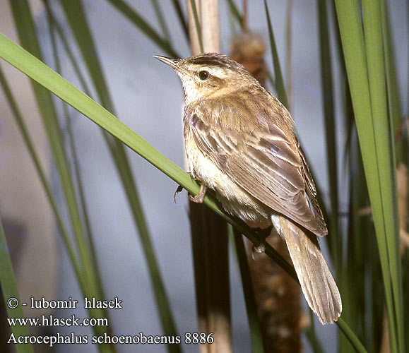 Acrocephalus schoenobaenus 8886