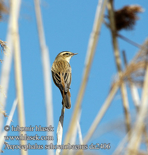 Acrocephalus schoenobaenus da2406