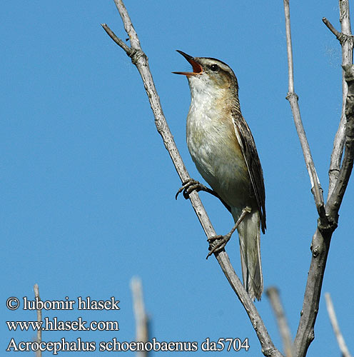 Acrocephalus schoenobaenus da5704