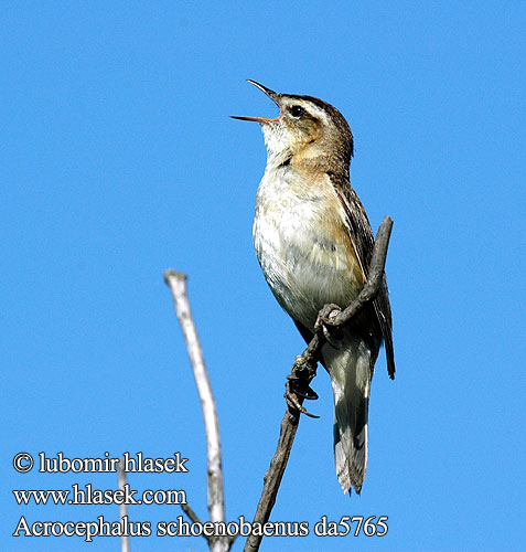 Acrocephalus schoenobaenus da5765