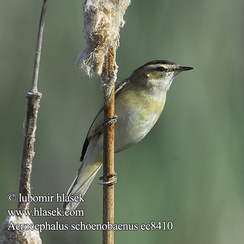 Acrocephalus schoenobaenus ec8410