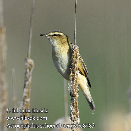 Acrocephalus schoenobaenus ec8483