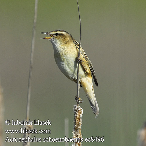 Sedge Warbler Sivsanger Ruokokerttunen Phragmite joncs