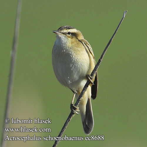 Acrocephalus schoenobaenus ec8688