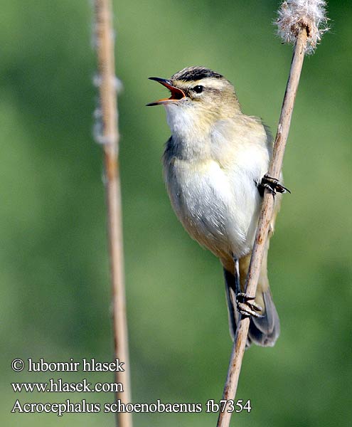 Acrocephalus schoenobaenus fb7354