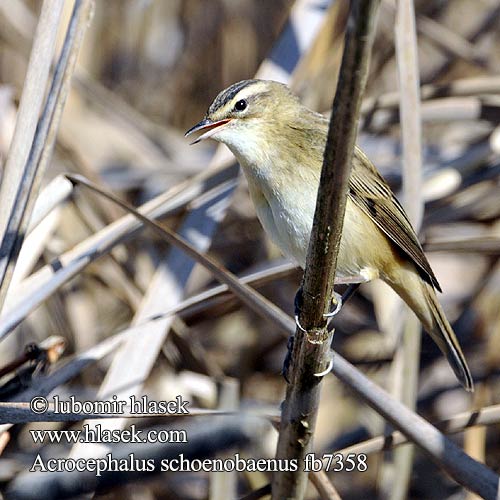 Acrocephalus schoenobaenus fb7358