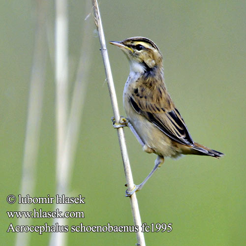 Acrocephalus schoenobaenus fc1995