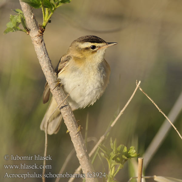 Acrocephalus schoenobaenus fe3924