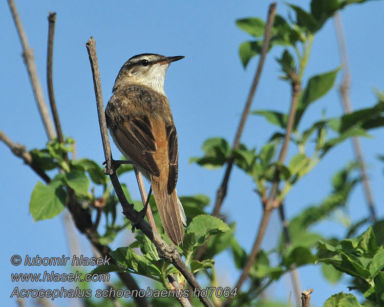 Sedge Warbler Acrocephalus schoenobaenus