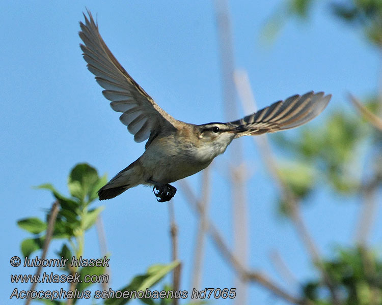 Sivsanger Acrocephalus schoenobaenus