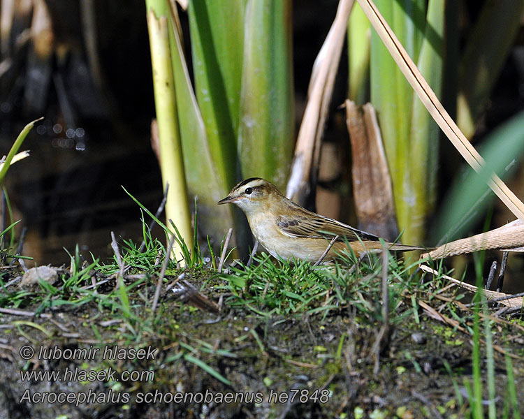 Ruokokerttunen Acrocephalus schoenobaenus