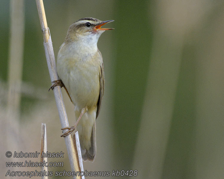 Phragmite joncs Acrocephalus schoenobaenus