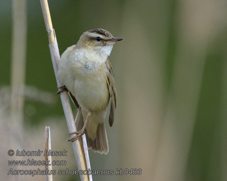 Forapaglie Acrocephalus schoenobaenus