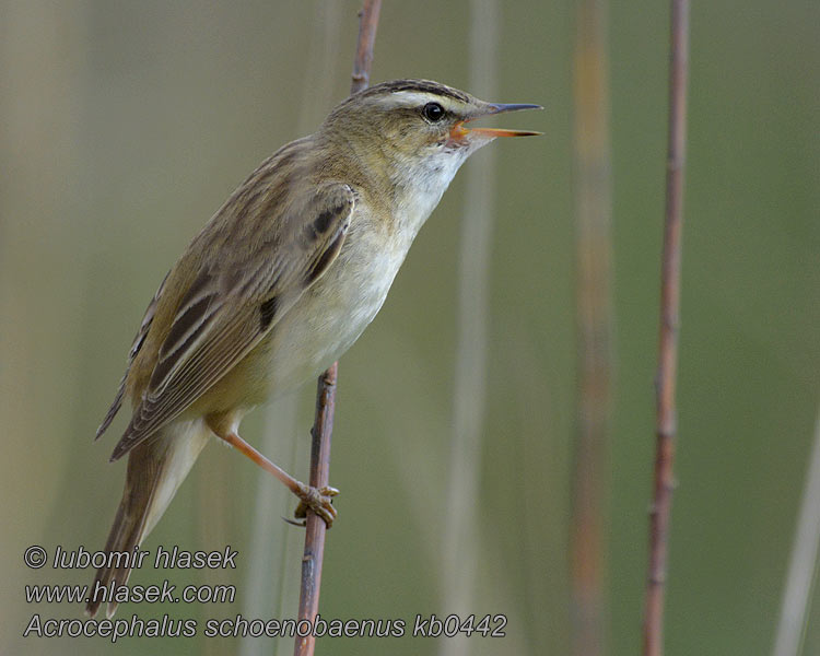 Schilfrohrsänger Rokitniczka Acrocephalus schoenobaenus