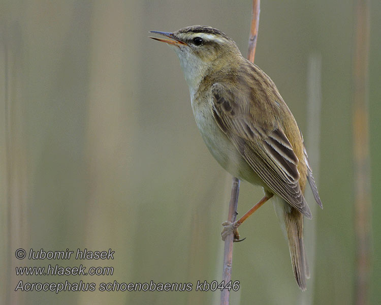 Rákosník proužkovaný Acrocephalus schoenobaenus