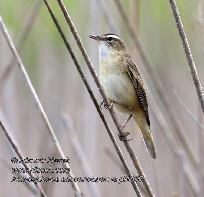 Rákosník proužkovaný Acrocephalus schoenobaenus