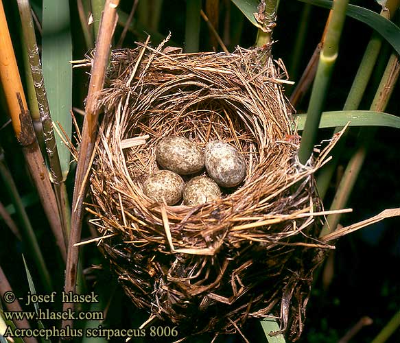 Acrocephalus scirpaceus Reed Warbler