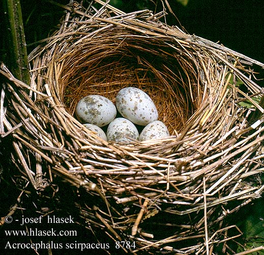 birds eggs nest Acrocephalus scirpaceus Reed Warbler