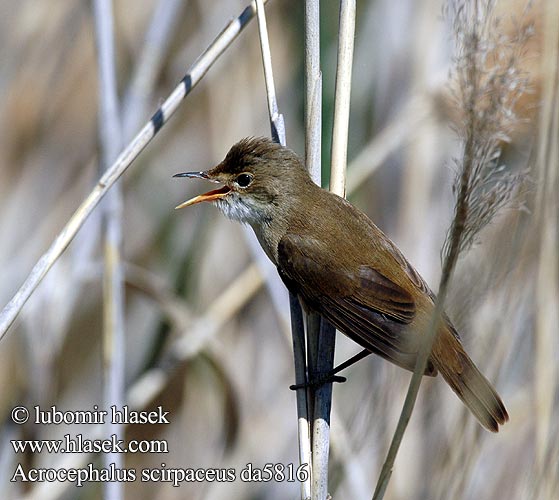 Acrocephalus scirpaceus da5816